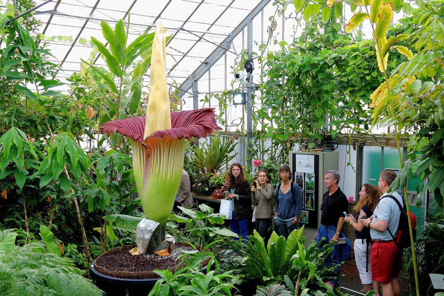 Amorphophallus paeoniifolius
