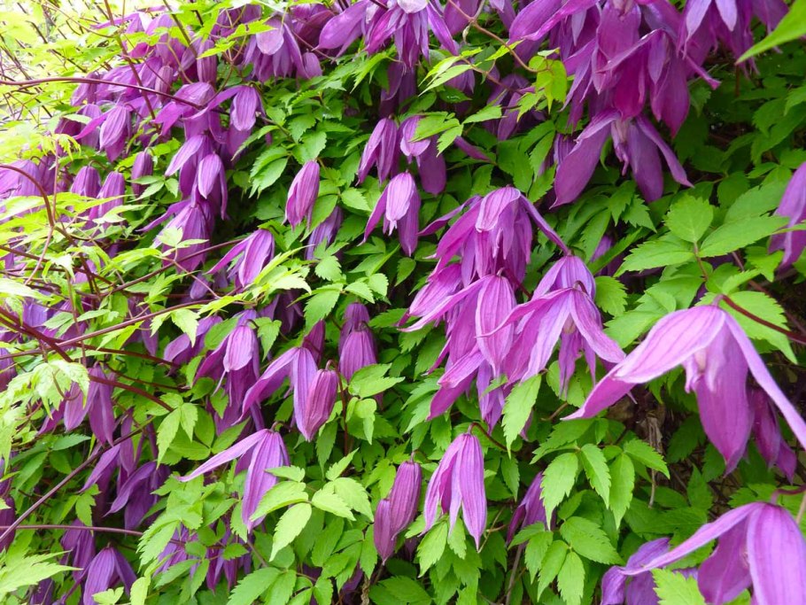 Алиссум заморозки