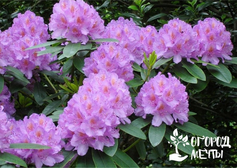 Лиана многолетняя кампсис