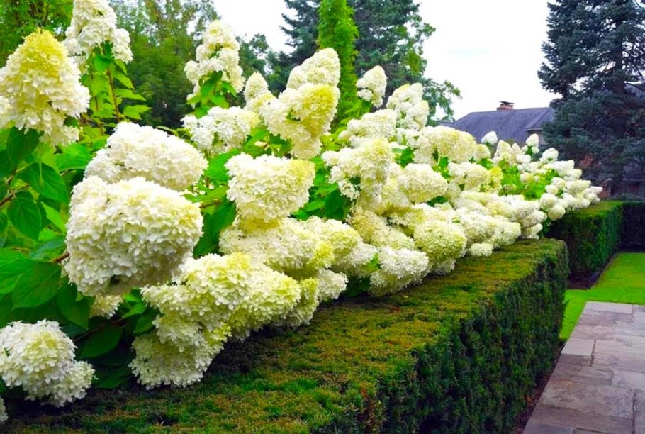 Рододендрон катевбинский листопадный