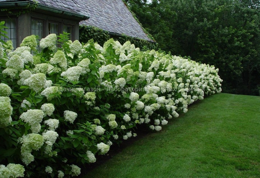 Трава Мюленбергия волосовидная