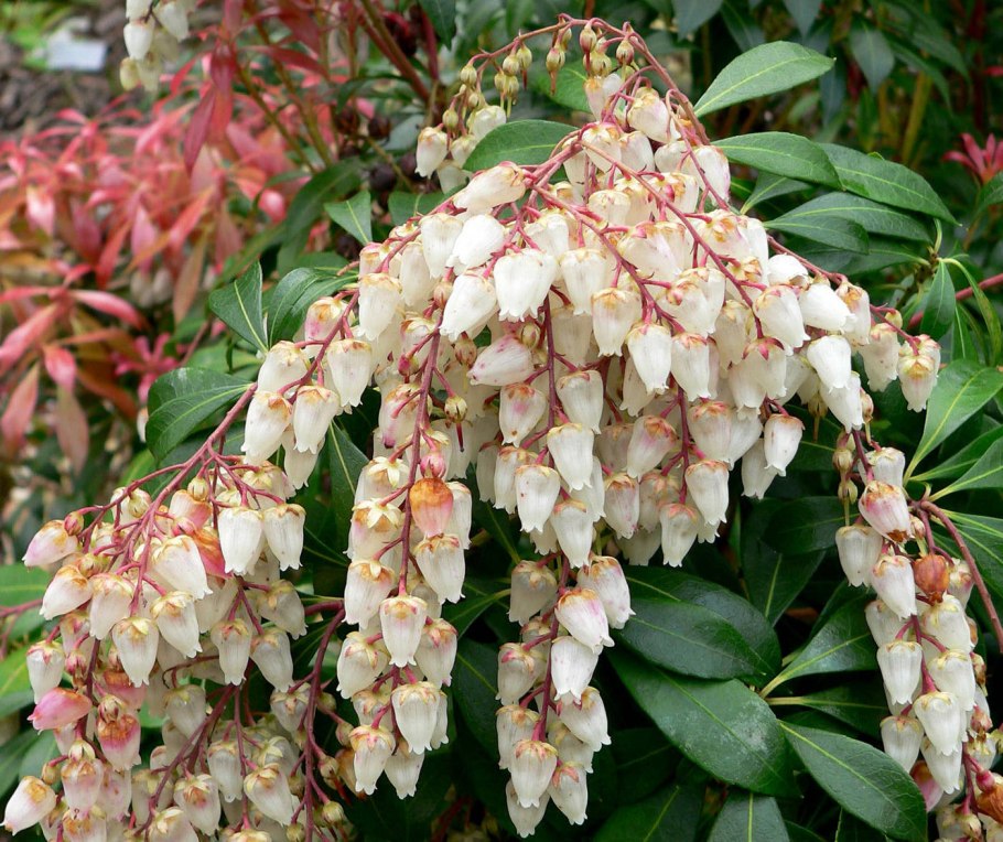 Барбарис Тунберга кора