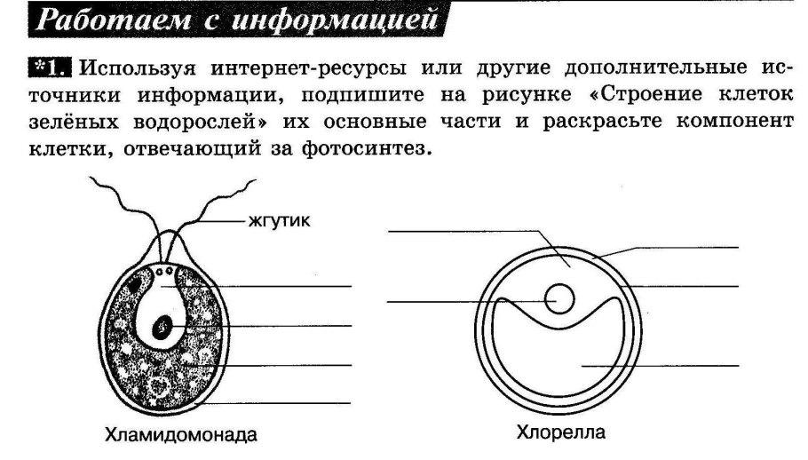 Водоросли их многообразие