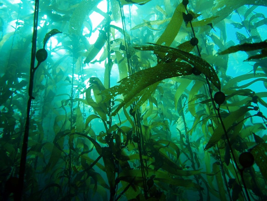 Seaweed algae Laminaria