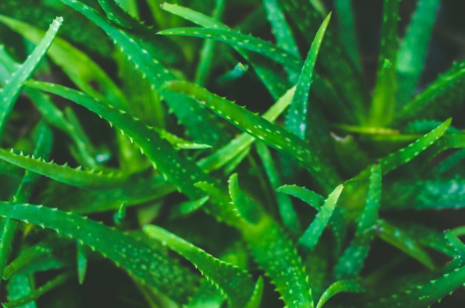 Хлорофита водоросль