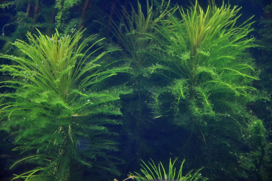 Циановые водоросли