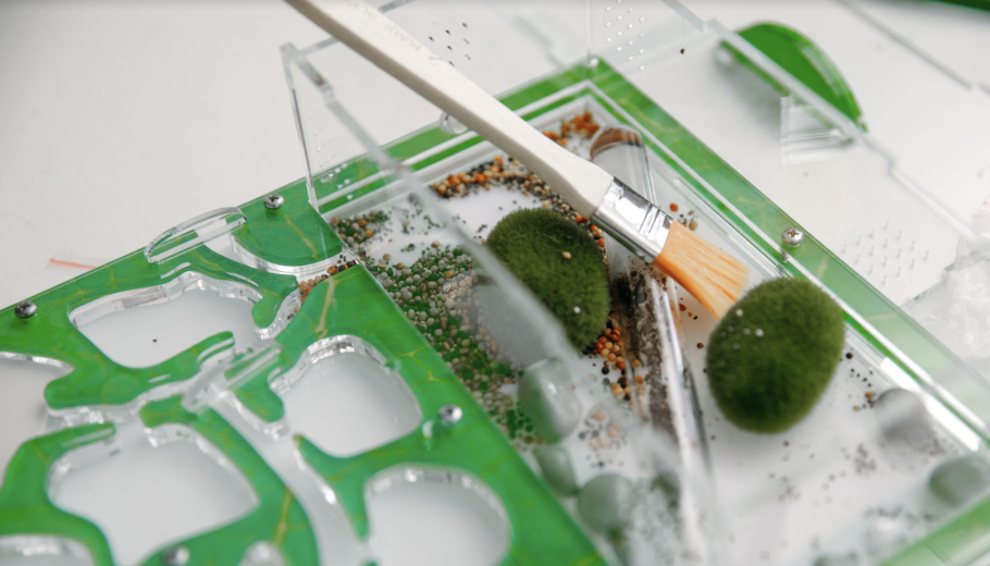 Морские водоросли ламинария