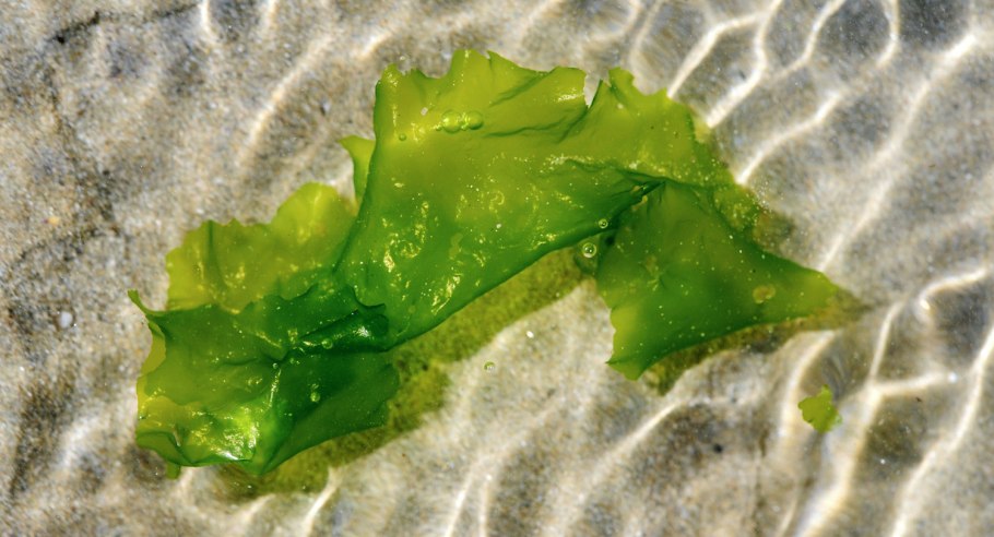 Водоросли придонные