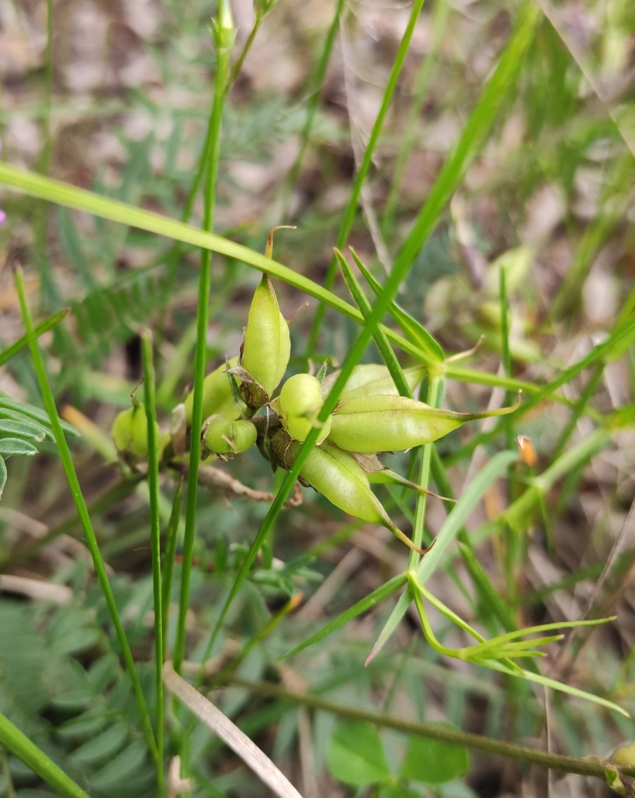 Остролодочник Майдантальский
