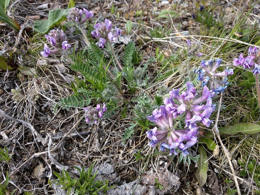 Остролодочник - род oxytropis