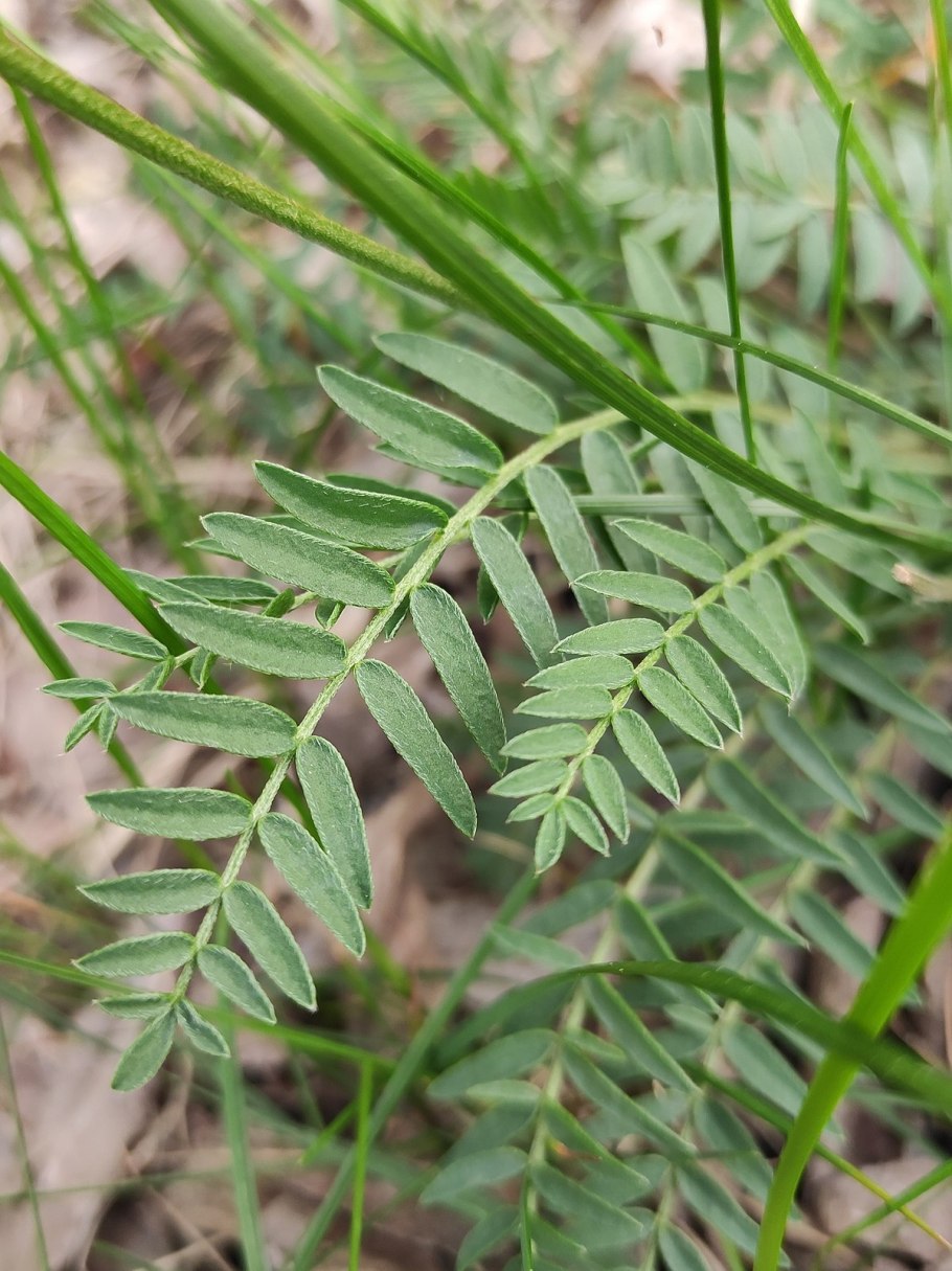 Остролодочник Уральский