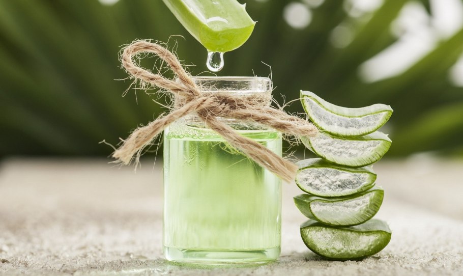 Алоэ гарипензис