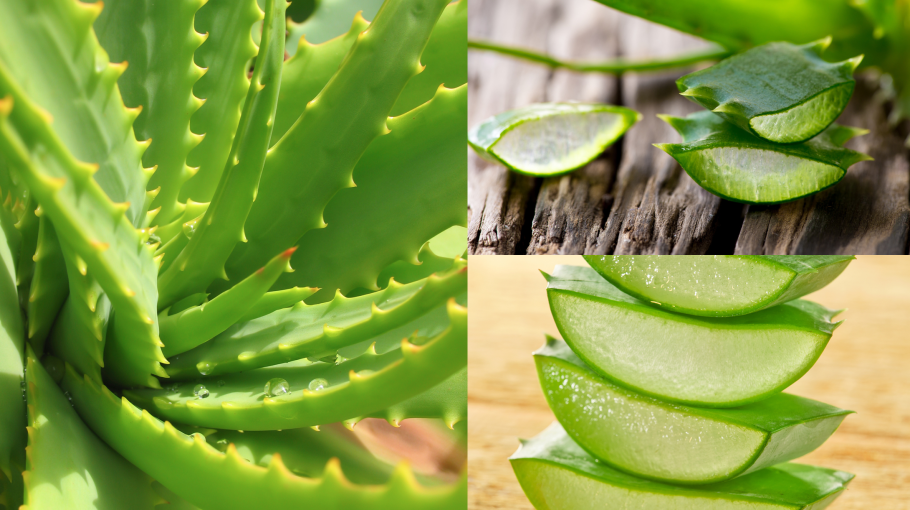 Алоэ гарипензис