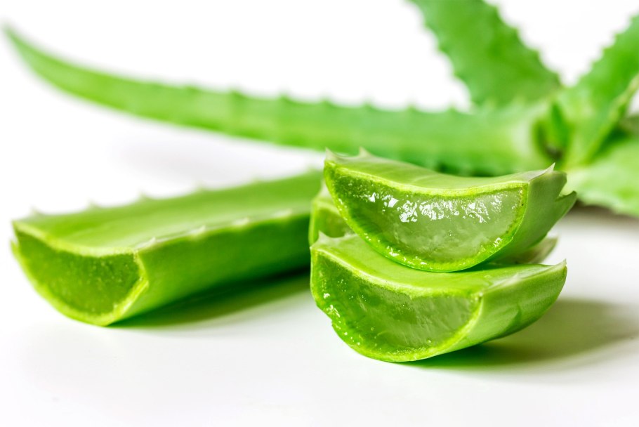 Алоэ столетник растение