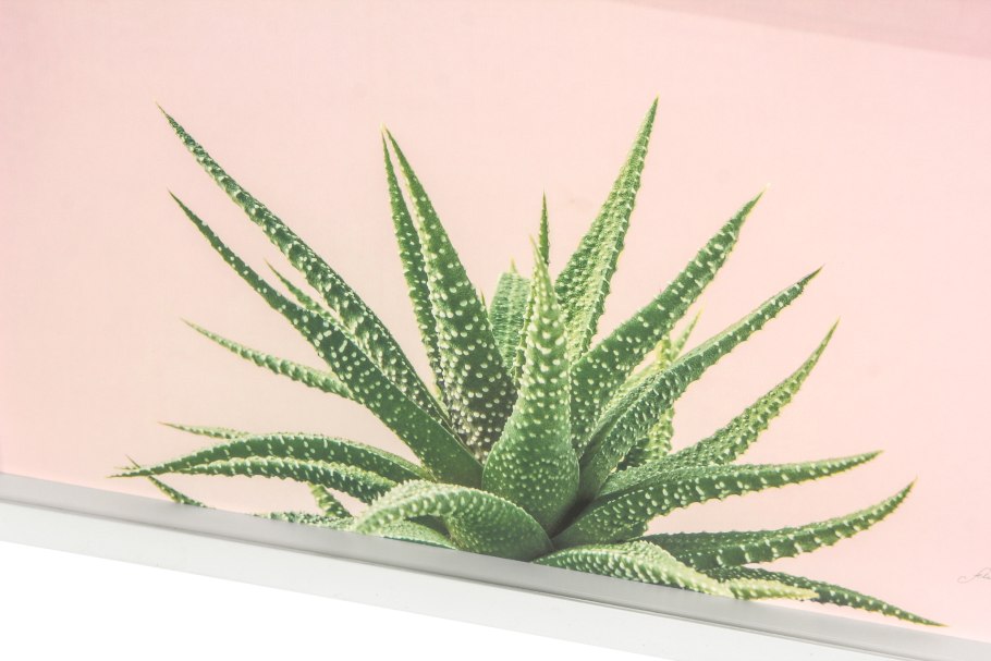 Алоэ барбаденсис