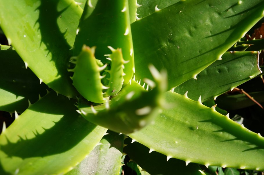 Алоэ вера цветок лечебный