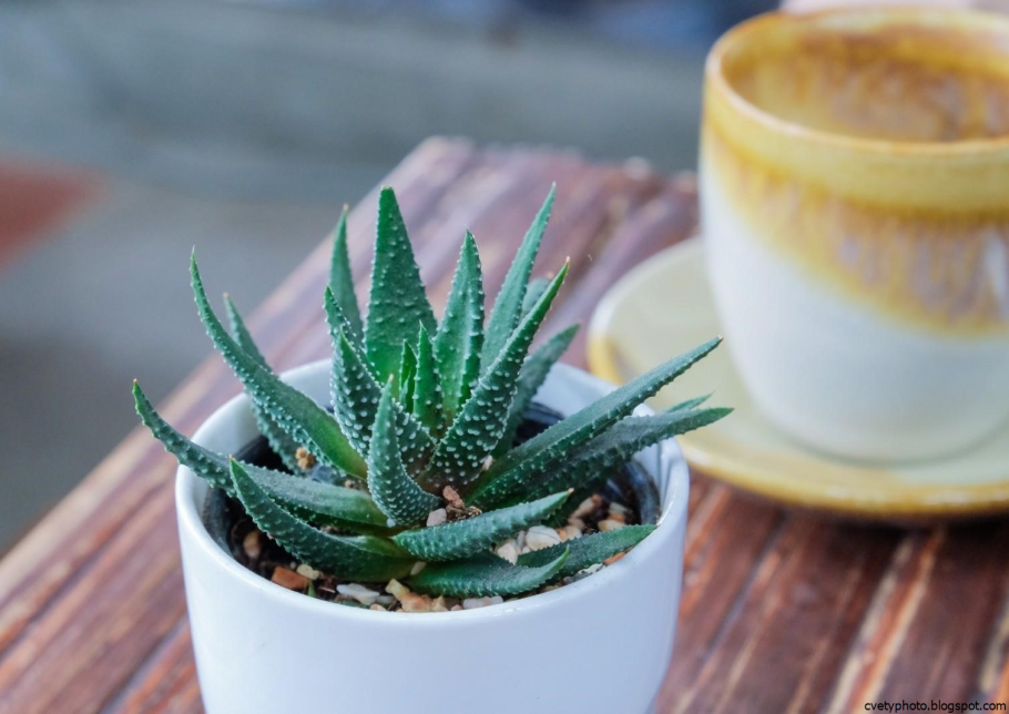 Цветок алоэ столетник