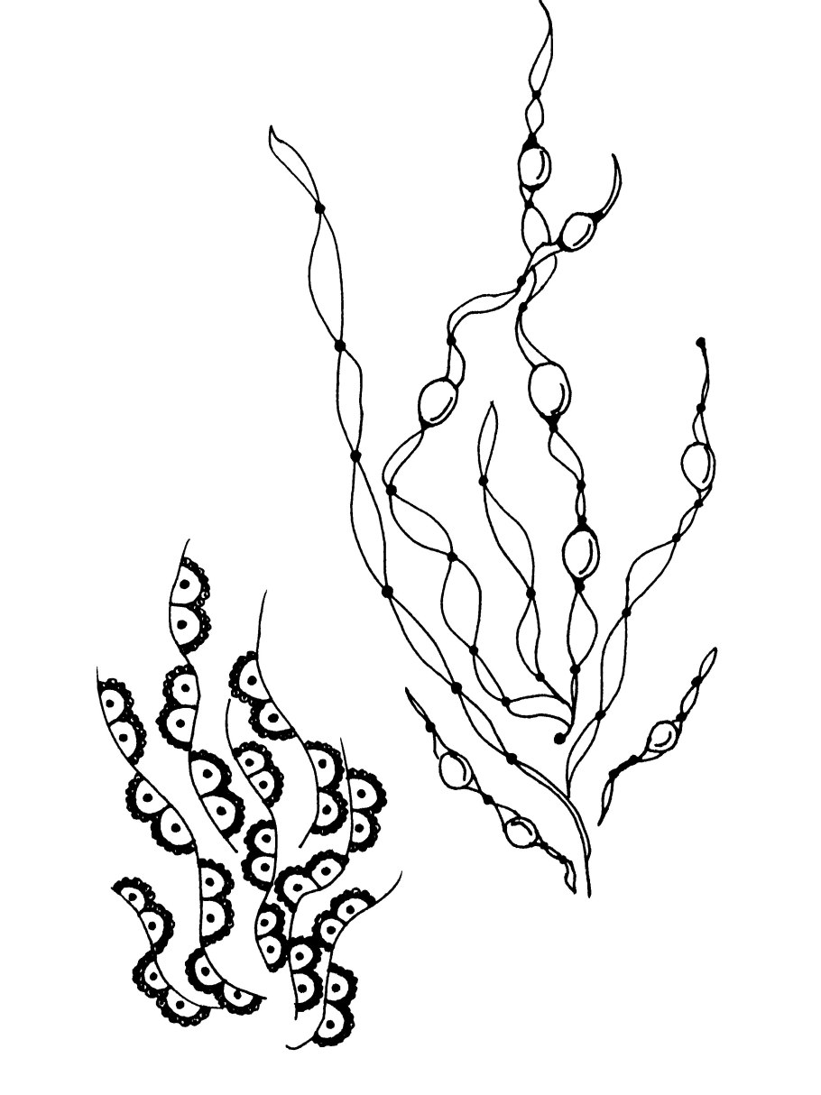 Фукус водоросли рисунок