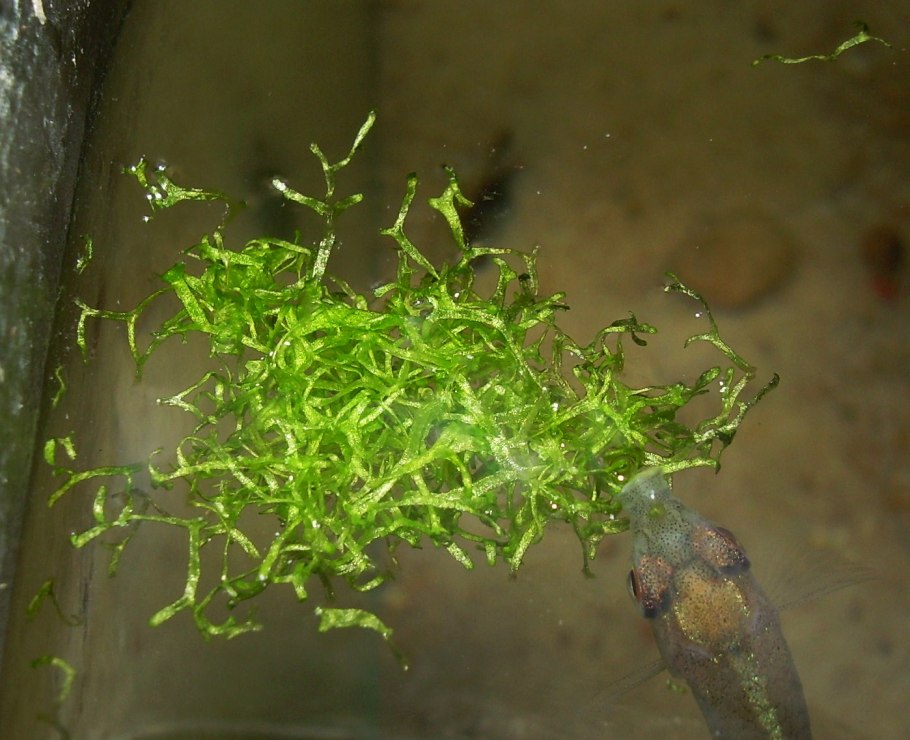 Корни морской капусты