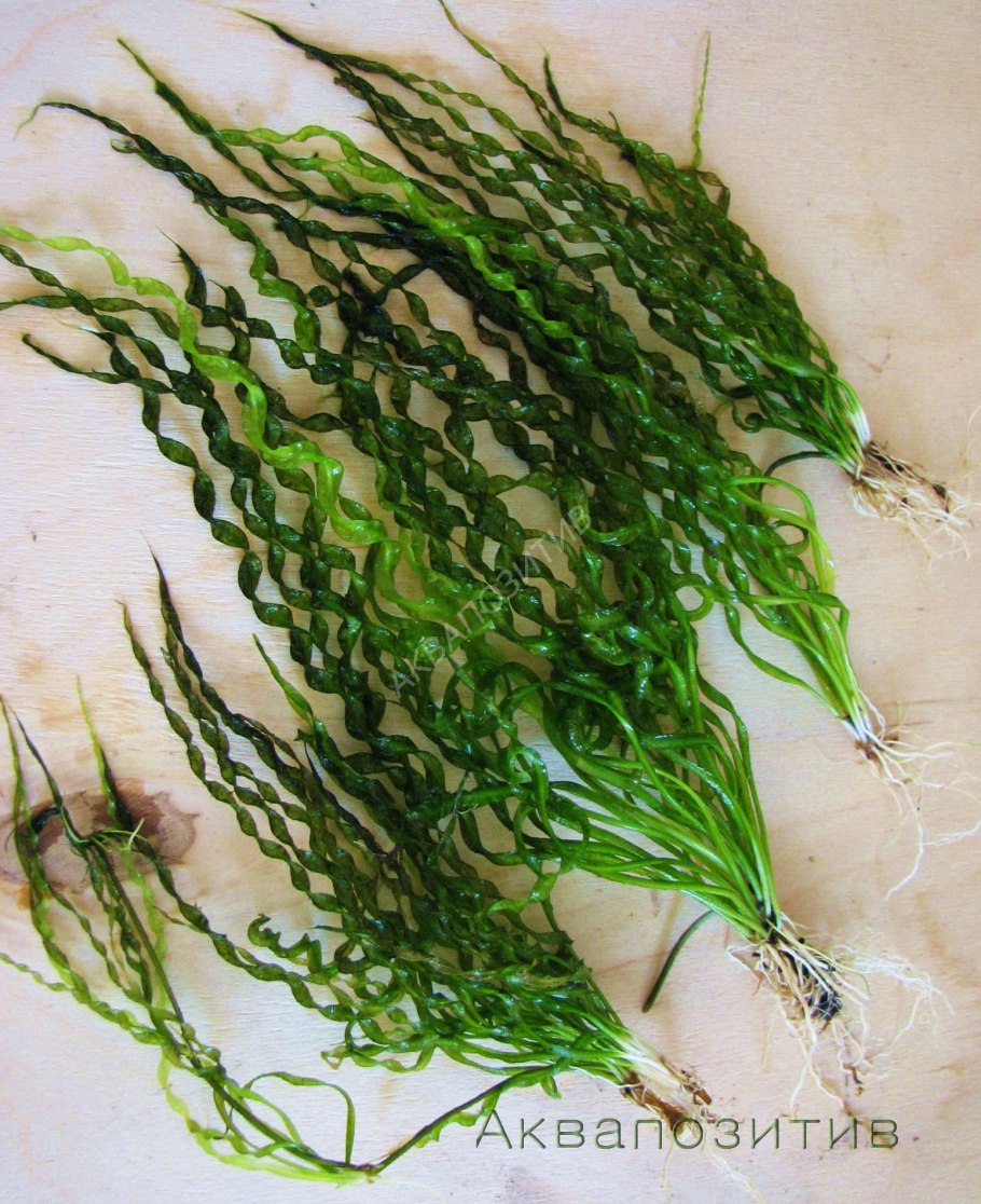 Ламинария японская морская капуста