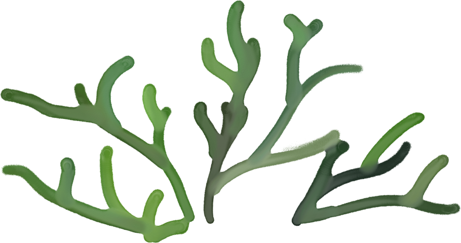 Водоросли ботаника