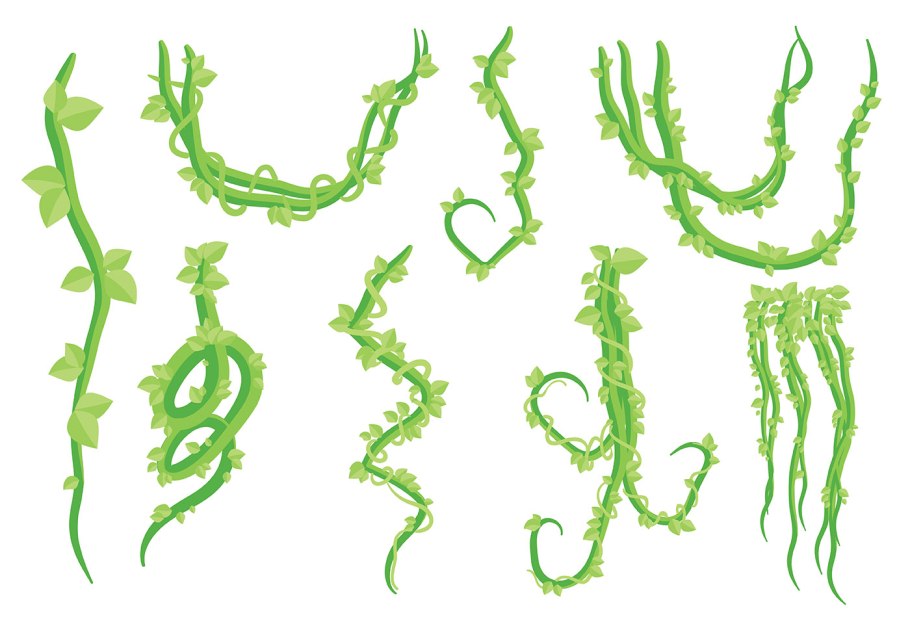 Ундария водоросль