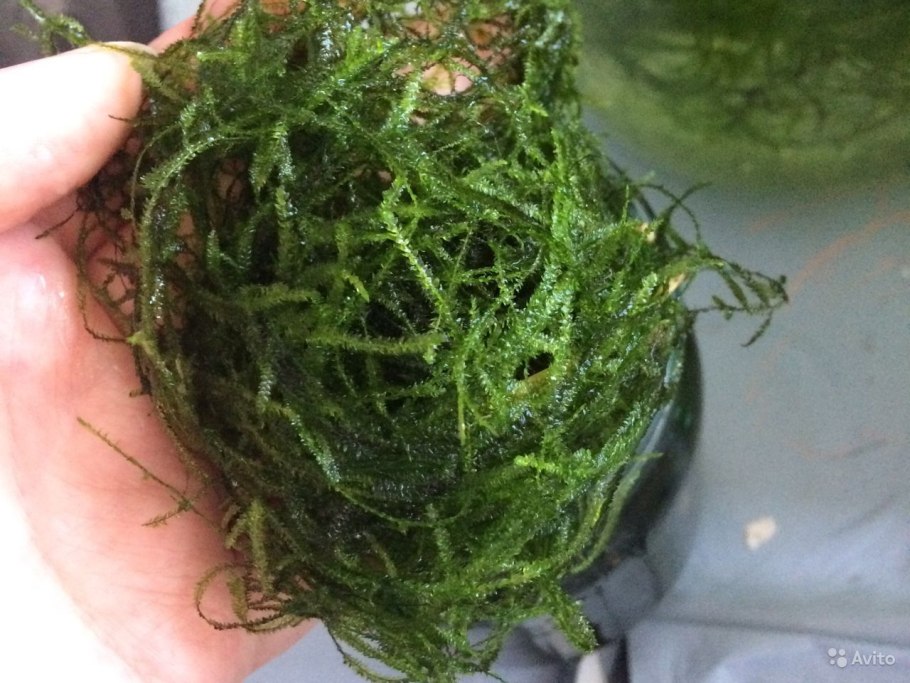 Змеевидная морская игла