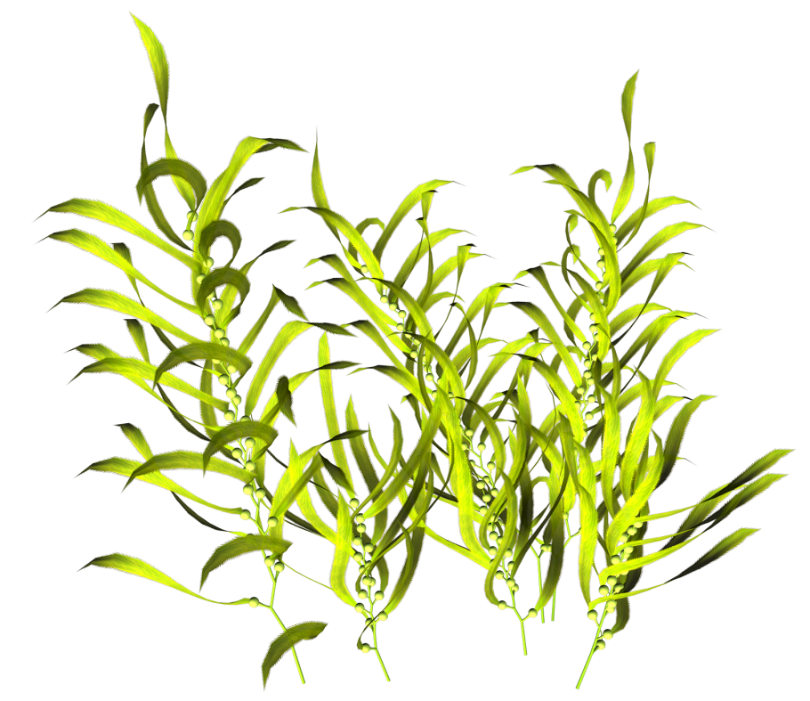 Водоросли одна длинная