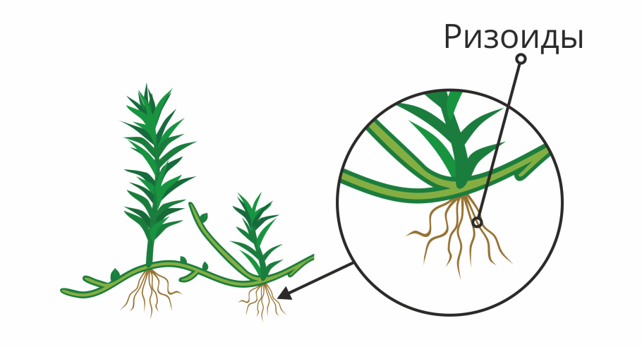 Глаукоцистофитовые водоросли