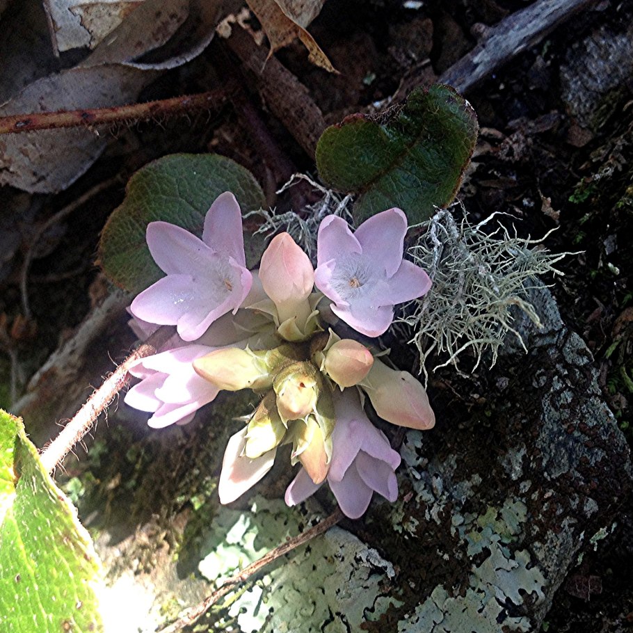 Эпигея ползучая