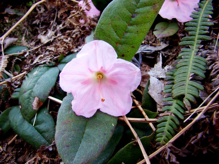 Эпигея азиатская