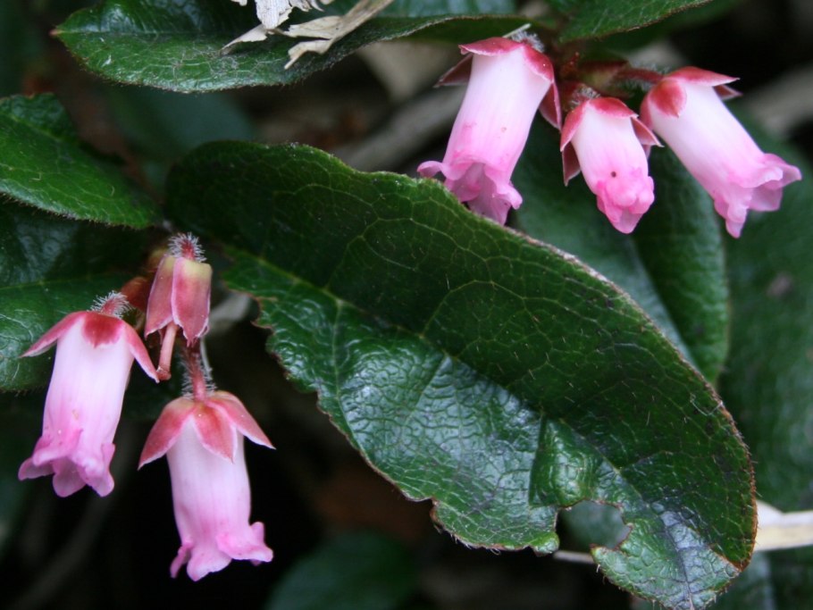 Epigaea gaultherioides