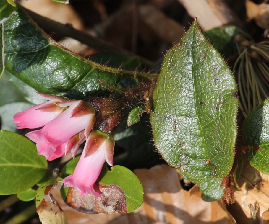 Эпигея ползучая