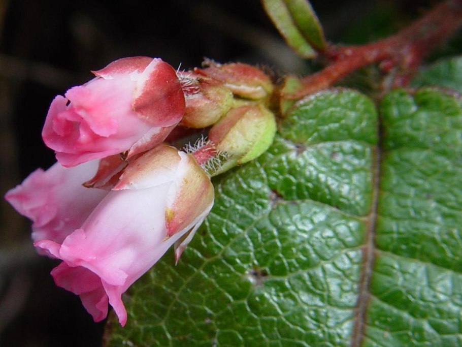 Эпигея ползучая