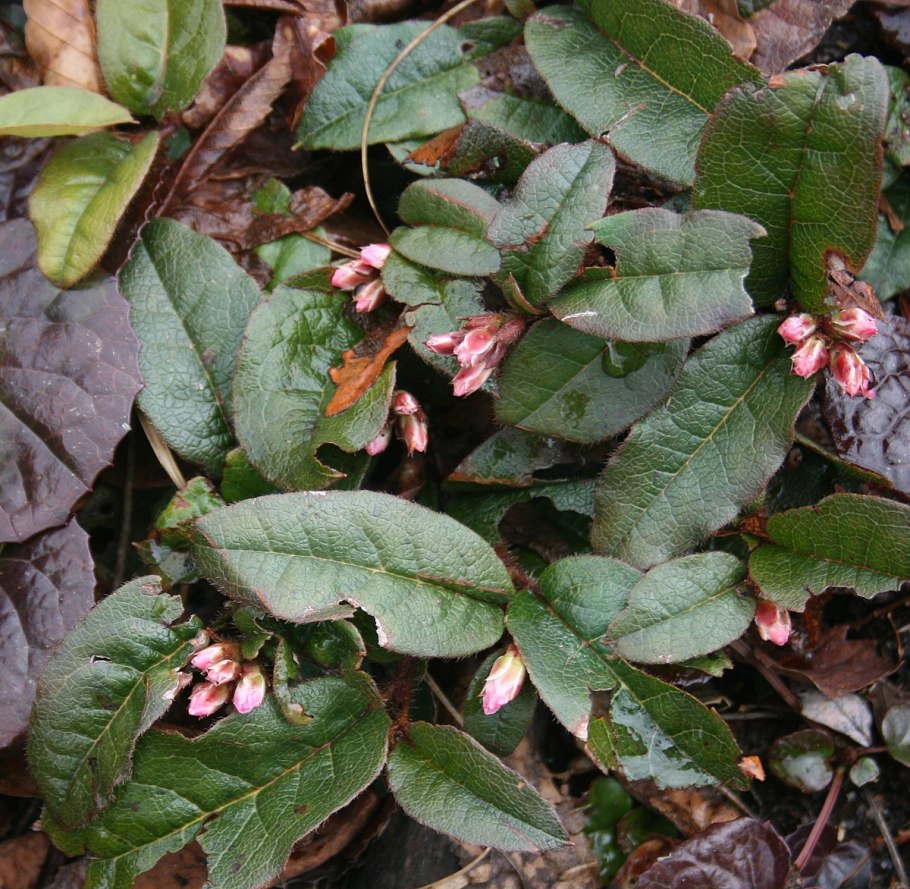 Mon’s Fruit Alchemy - currantiom, Grapus