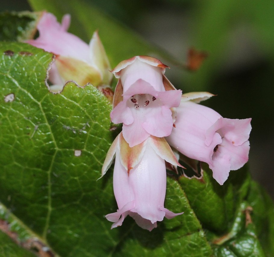 Эпигея азиатская