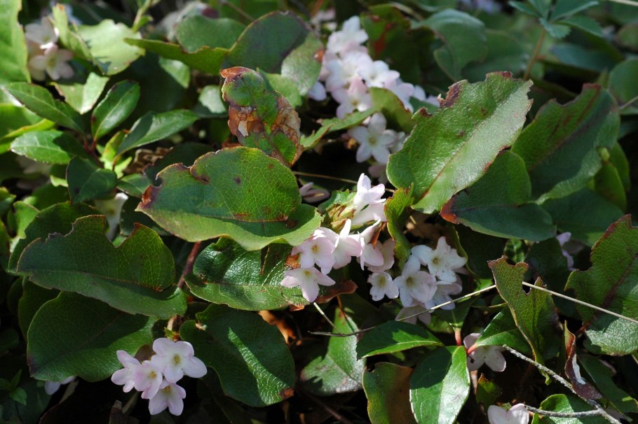 Тоддалия азиатская