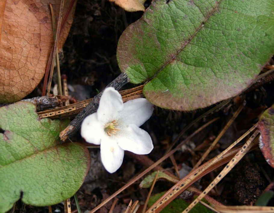 Охна растение