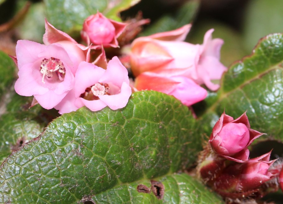 Эпигея ползучая