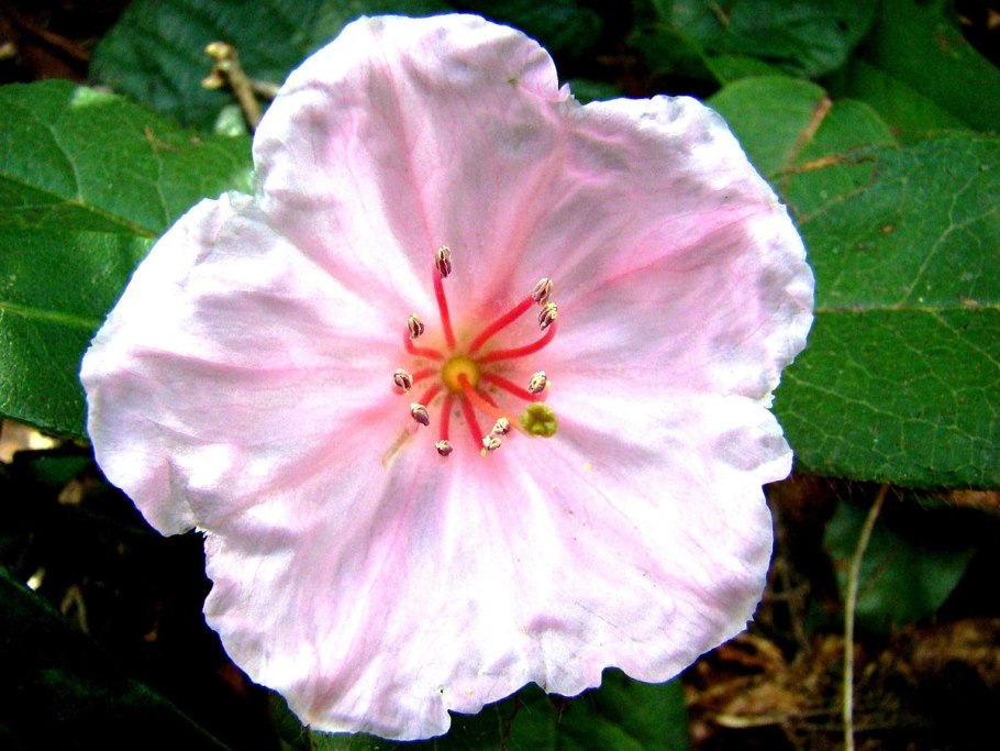 Эпигея азиатская