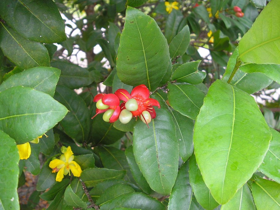 Ochna serrulata
