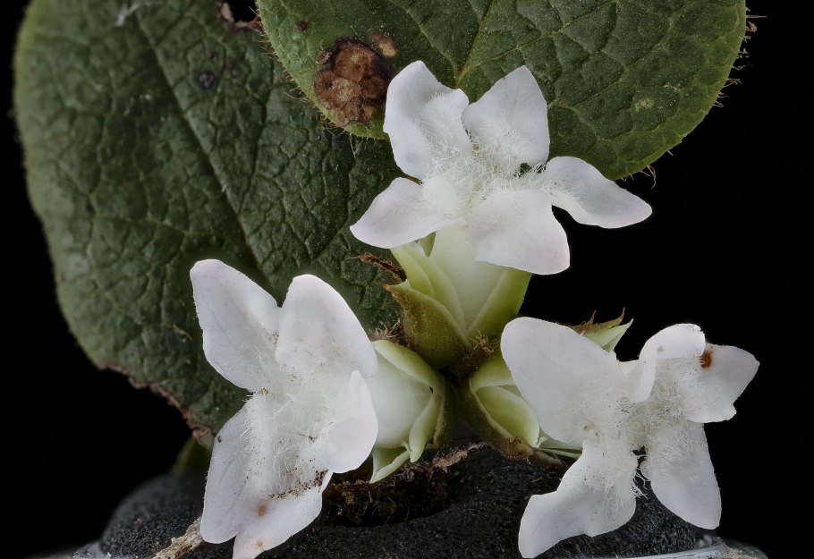 Эпигея растение