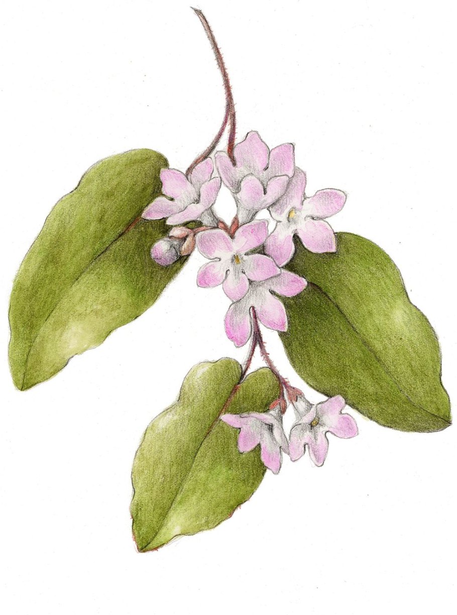 Lonicera xylosteum насколько ядовита