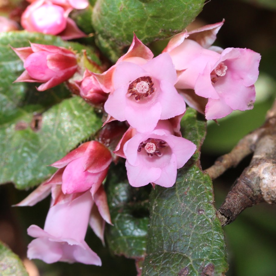 Эпигея ползучая цветок