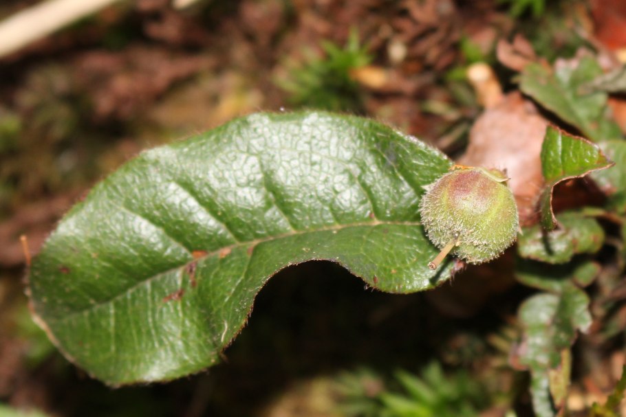Эпигея фото