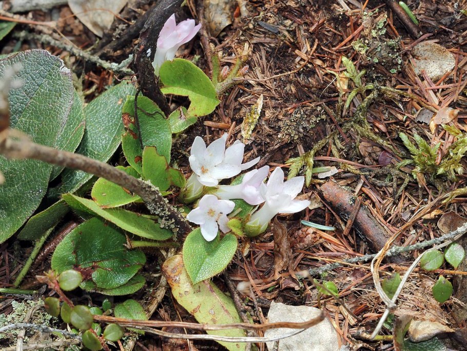 Эпиге́я ползу́чая