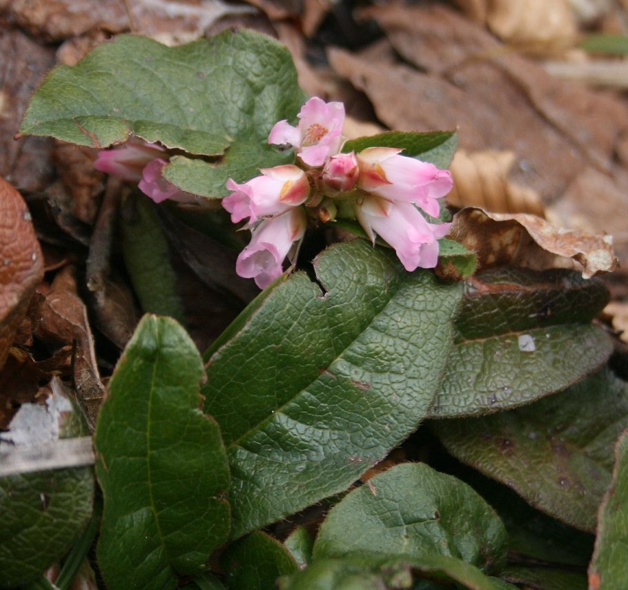 Эпигея ползучая цветок