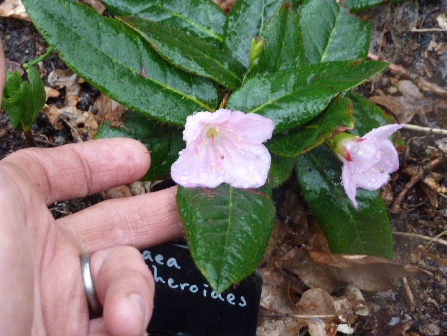 Эпигея ползучая синяя