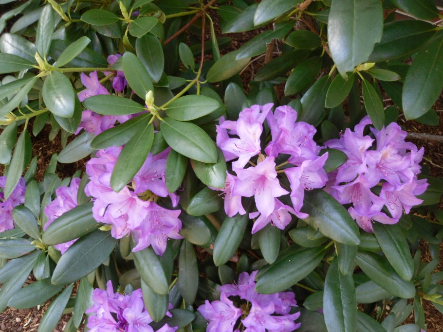 Леукотоэ в цвету