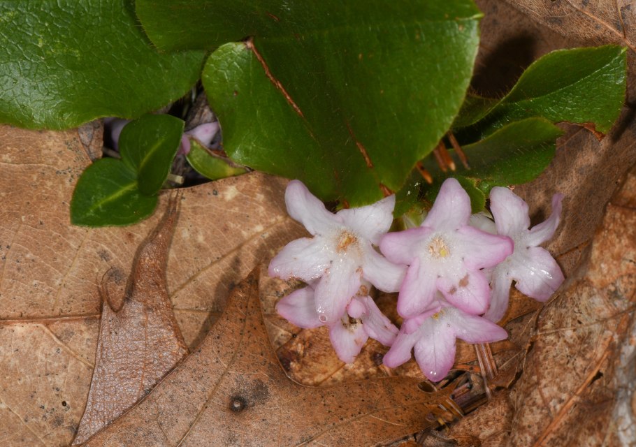 Эпигея ползучая синяя